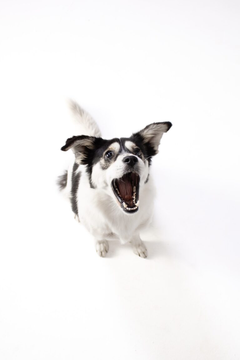 Hund springt vor weißem Hintergrund
