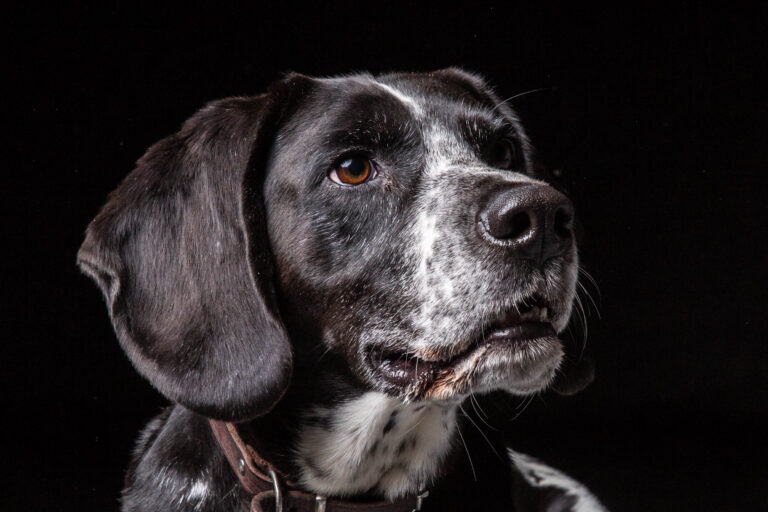Hund mit dunklen Ohren, Portrait vor schwarzem Hintergrund
