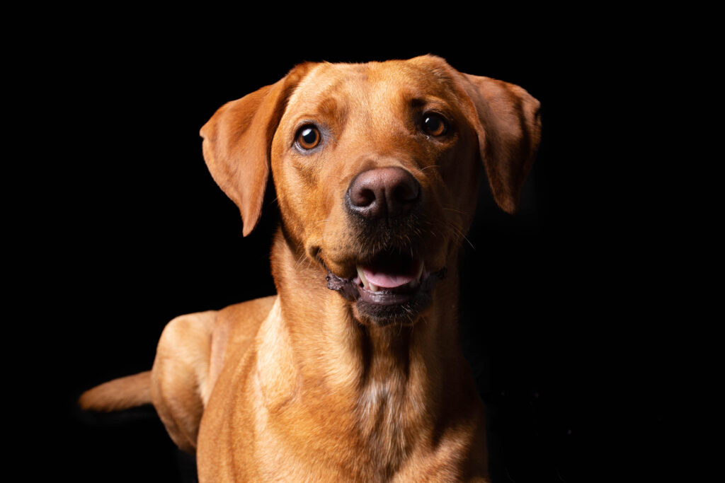 Labrador im Hundefotostudio in Wiener Neustadt