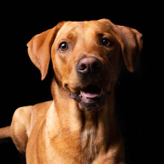 Portrait Hundeshooting