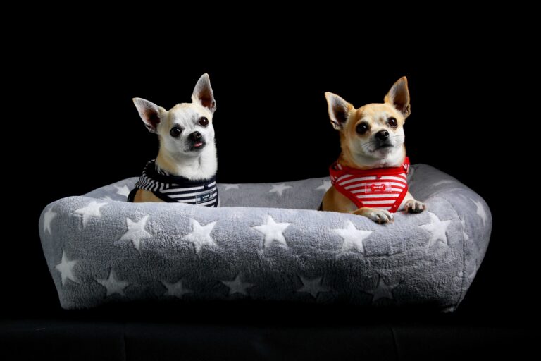 Zwei kleine Hunde in einem Hundebett im Studio