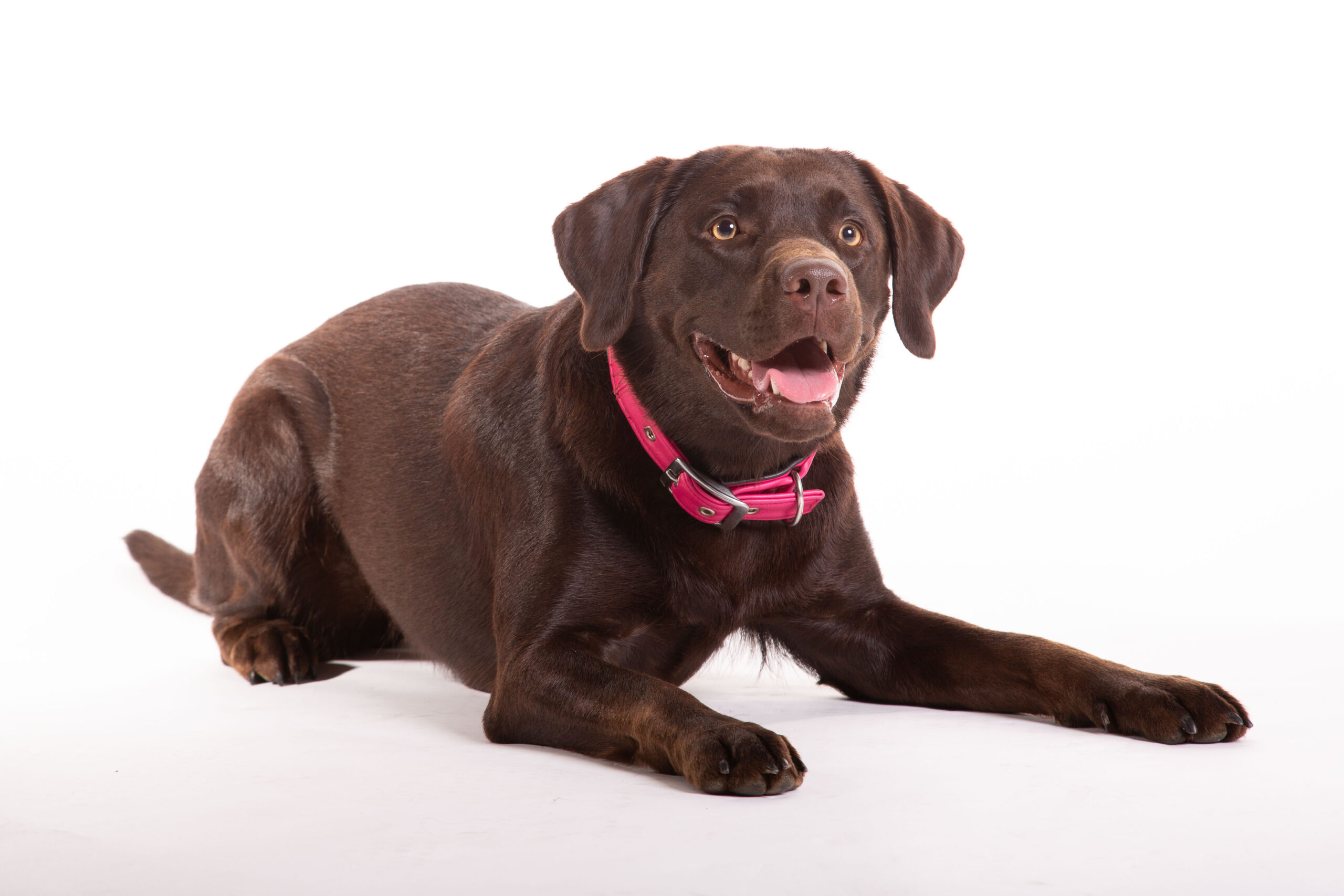 Portrait Hundeshooting – Bild 5