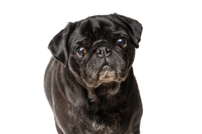 Mops Portrait vor weißem Hintergrund