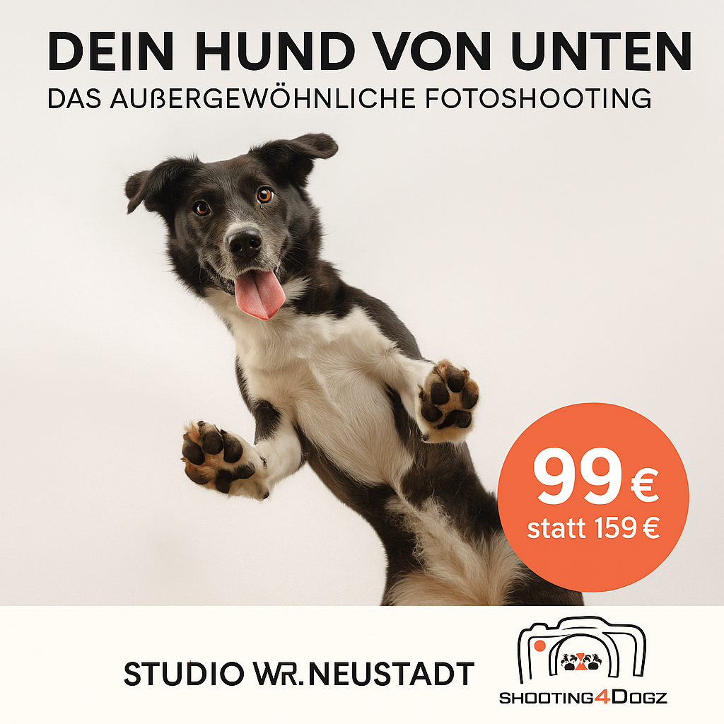 Hundefotoshooting Glasplatte – Bild 4