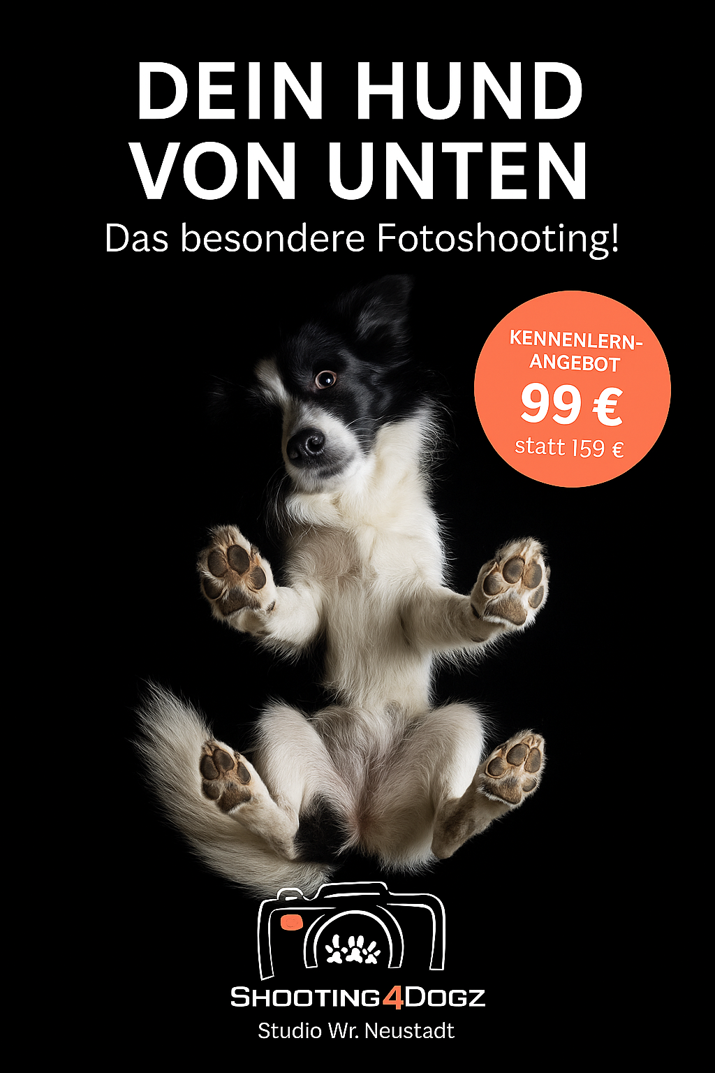 Hundefotoshooting Glasplatte