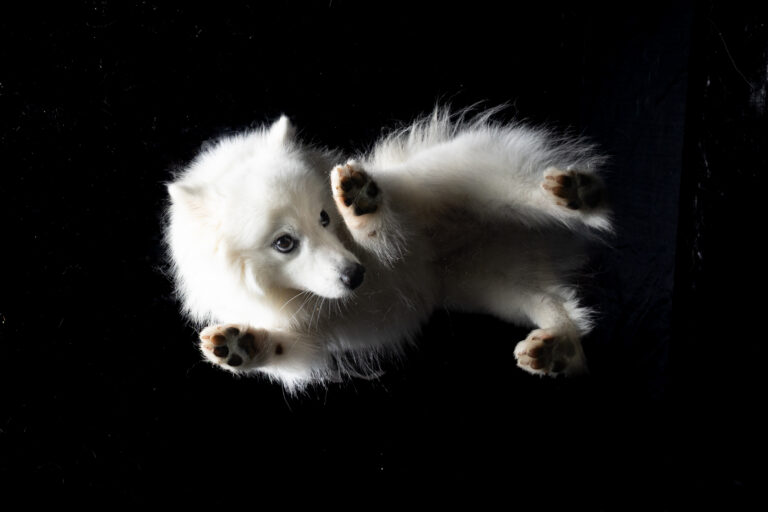 Weißer Hund von unten durch die Glasplatte fotografiert