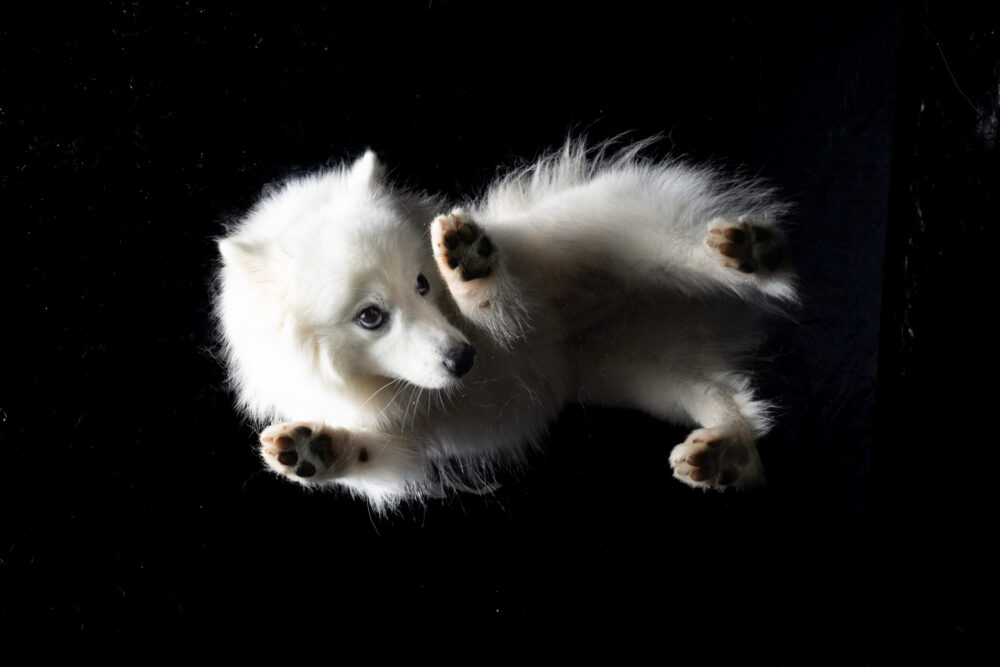 Hundefotoshooting Glasplatte – Bild 6