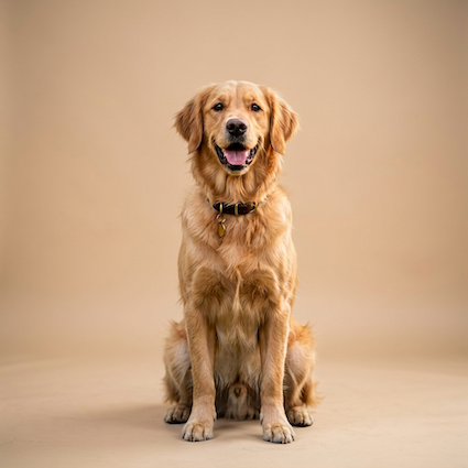 Hundeshooting EZE