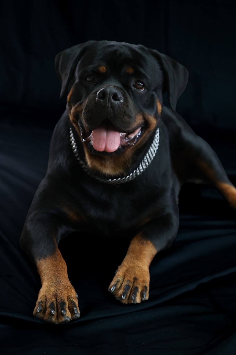 Portrait Hundeshooting – Bild 4