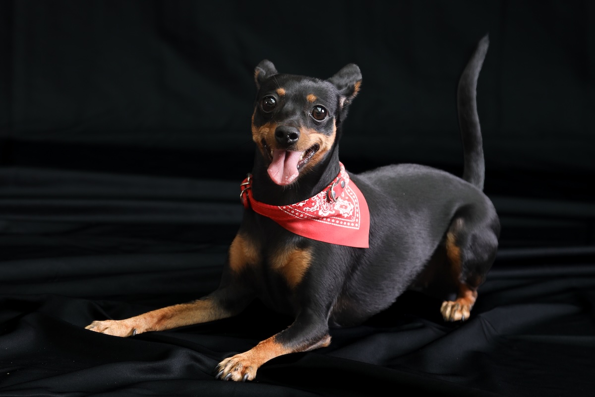 Portrait Hundeshooting – Bild 3