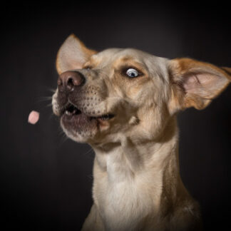 Leckerli Schnapp Shooting