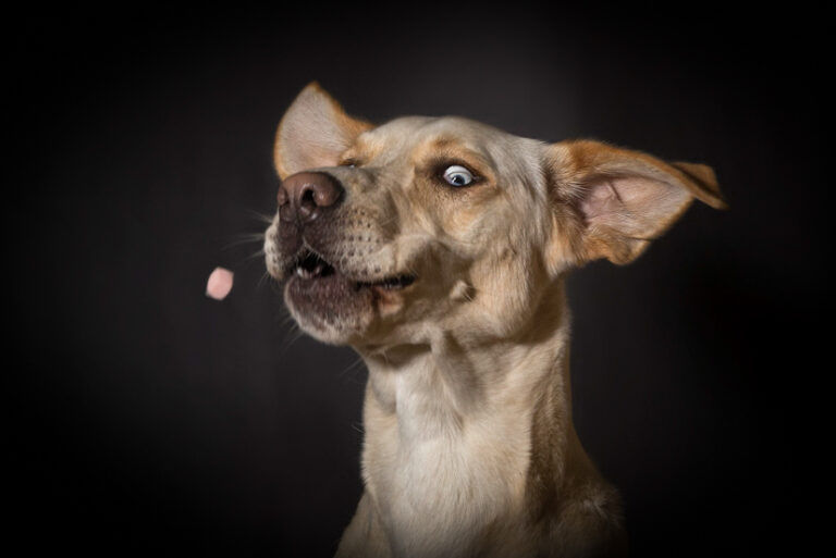 Hund mit offenem Maul im Hundefotostudio