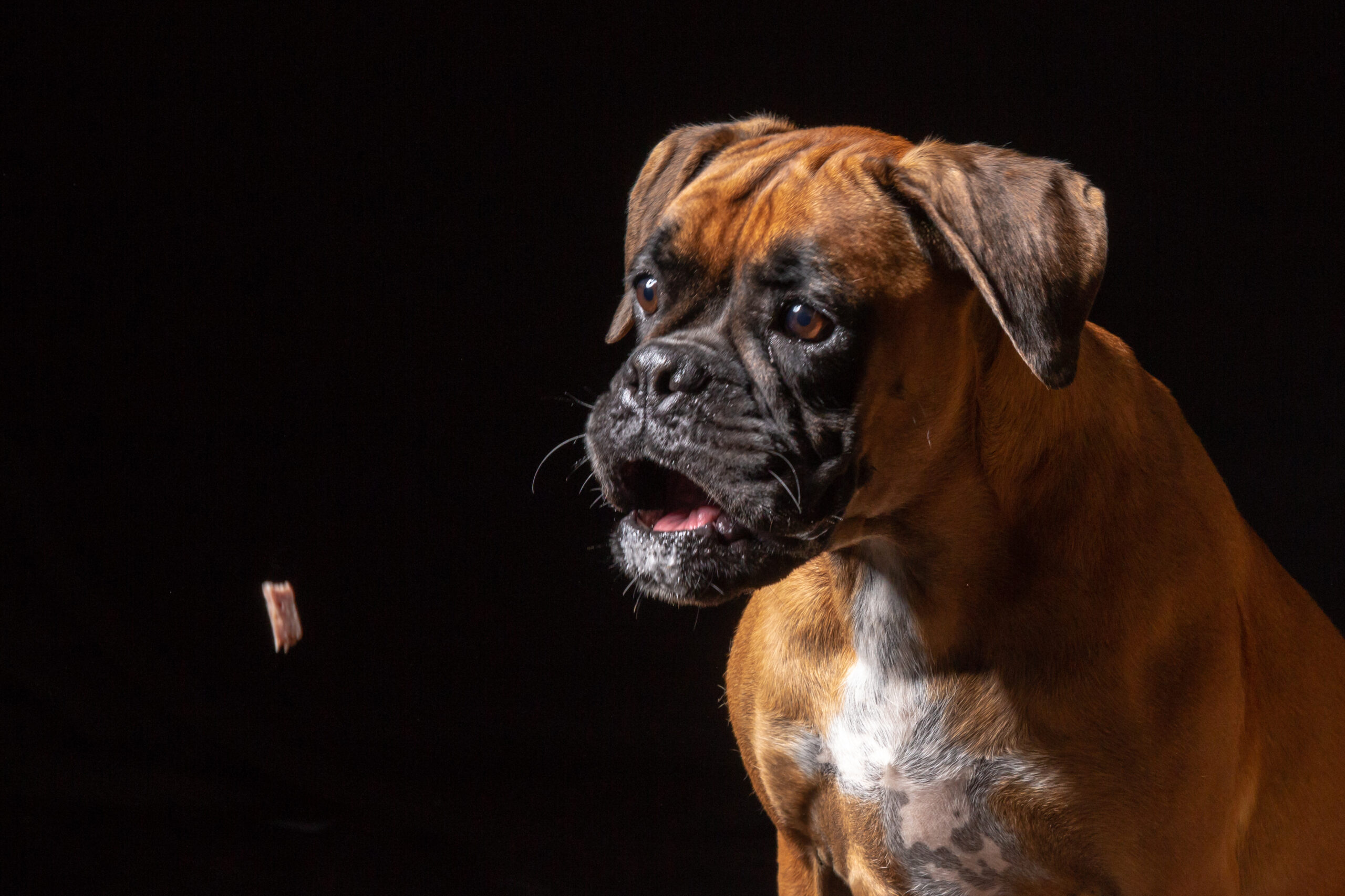 Leckerli Schnapp Shooting – Bild 6